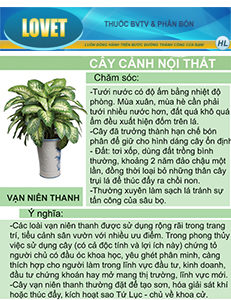 cây vạn niên thanh