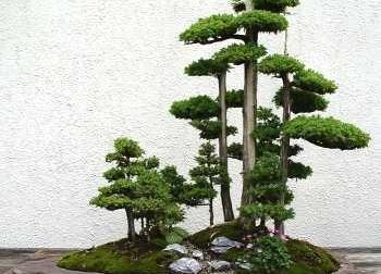 Đất tốt sẽ tạo ra cây bonsai hoàn hảo