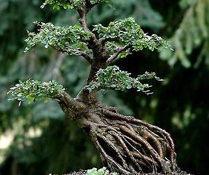 Tạo rễ cho bonsai và cây kiểng