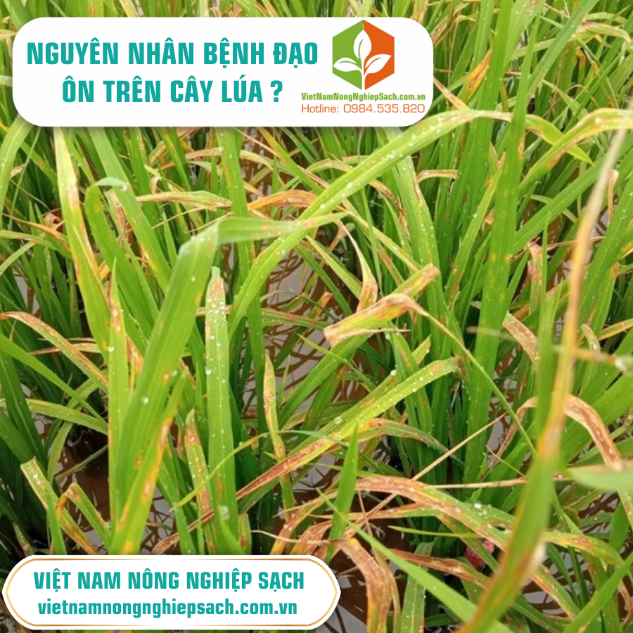 NGUYÊN NHÂN BỆNH ĐẠO ÔN TRÊN CÂY LÚA ?