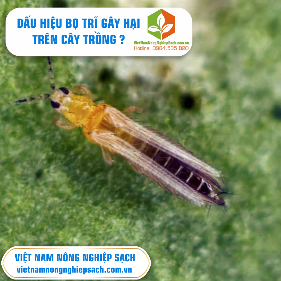 ĐẶC ĐIỂM CỦA BỌ TRĨ GÂY HẠI TRÊN CÂY ?