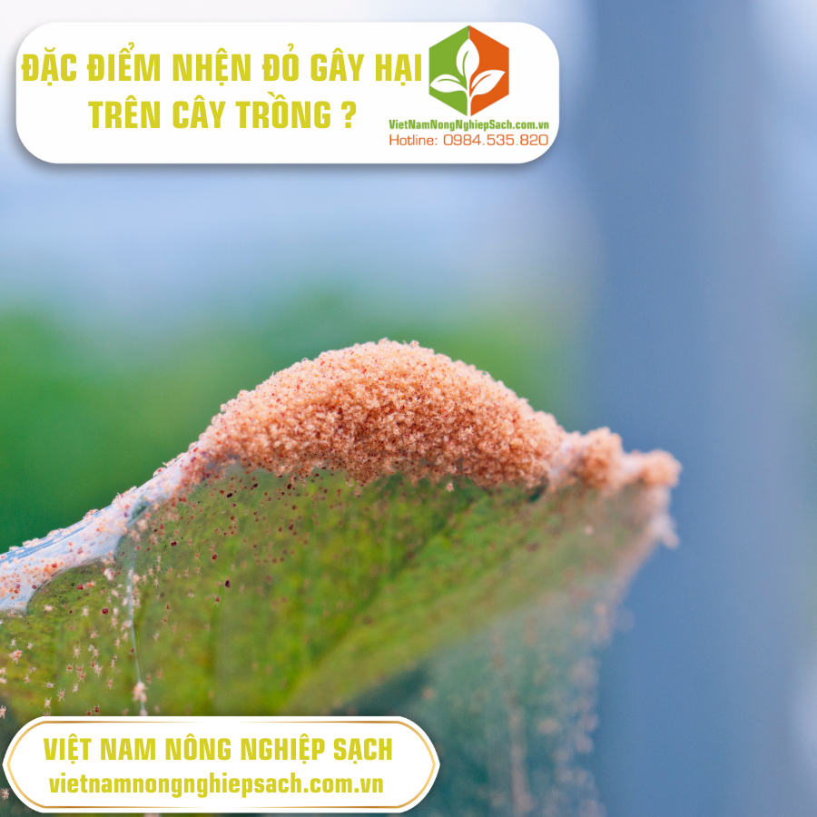 DẤU HIỆU MUỖI HÀNH GÂY HẠI TRÊN CÂY TRỒNG ?
