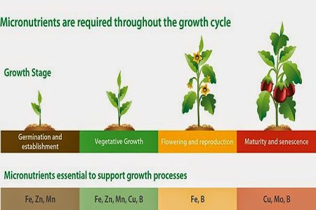 Growth_illustration