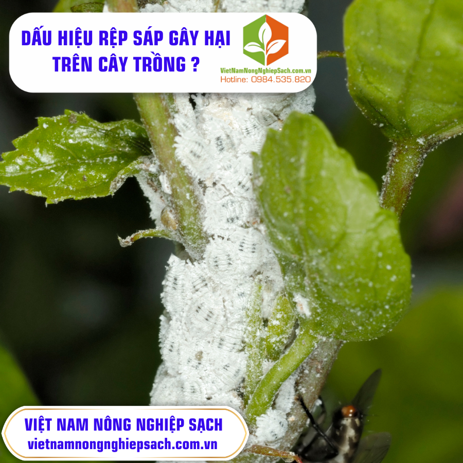 RỆP SÁP GÂY HẠI TRÊN CÂY TRỒNG