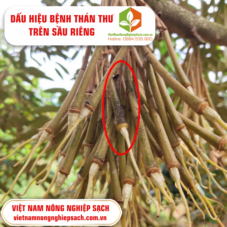 DẤU HIỆU BỆNH THÁN THƯ TRÊN SẦU RIÊNG ?