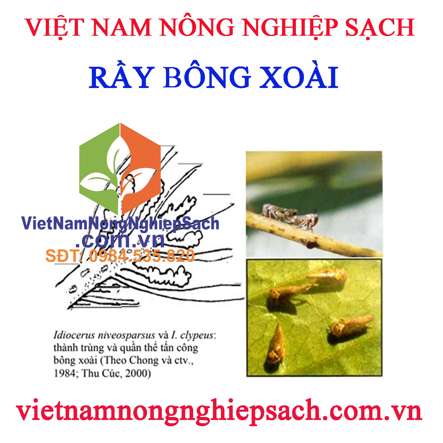 RẦY-BÔNG-XOÀI