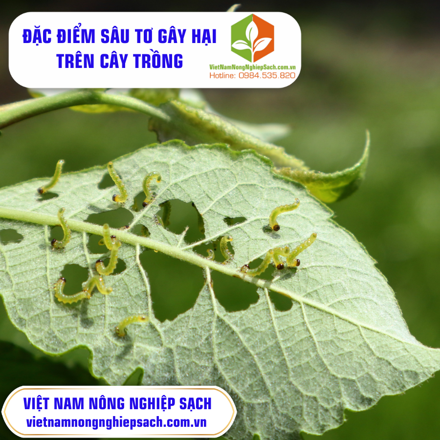 ĐẶC ĐIỂM SÂU TƠ GÂY HẠI TRÊN CÂY TRỒNG ?