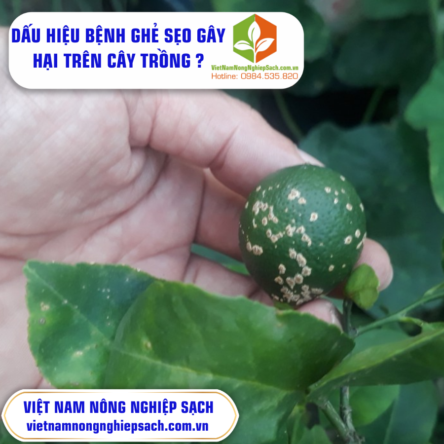 DẤU HIỆU BỆNH GHẺ SẸO GÂY HẠI TRÊN CÂY TRỒNG ? DẤU HIỆU BỆNH GHẺ SẸO GÂY HẠI TRÊN CÂY TRỒNG ?