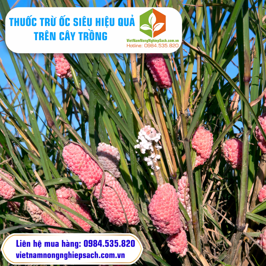 THUỐC TRỪ ỐC SIÊU HIỆU QUẢ TRÊN CÂY TRỒNG