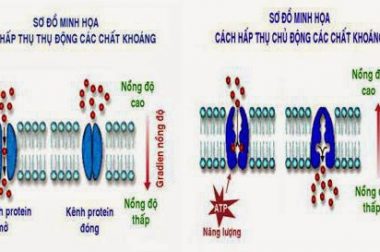 Cây lấy nước và muối khoáng như thế nào?