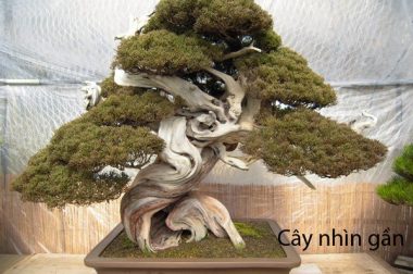 Cách xây dựng ngọn cho một cây bonsai