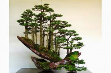 Rừng bonsai