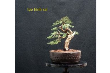 Ứng dụng quy tắc nghệ thuật trong bonsai