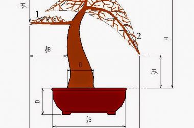 30 nguyên tắc abc cho người mới học làm cây