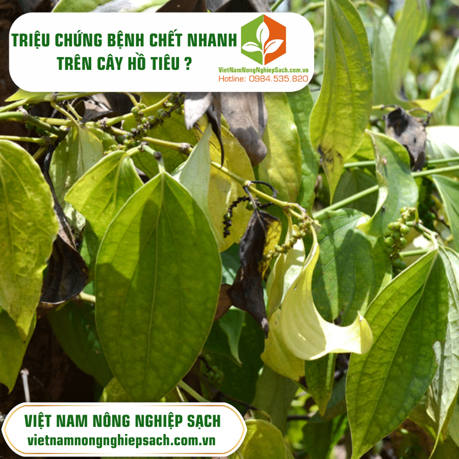 NGUYÊN NHÂN BỆNH CHẾT NHANH TRÊN HỒ TIÊU ?