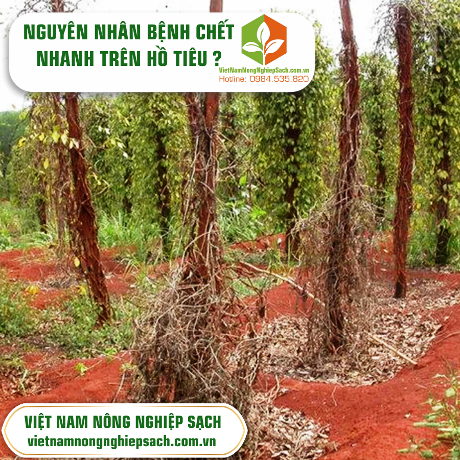 NGUYÊN NHÂN BỆNH CHẾT NHANH TRÊN HỒ TIÊU ?