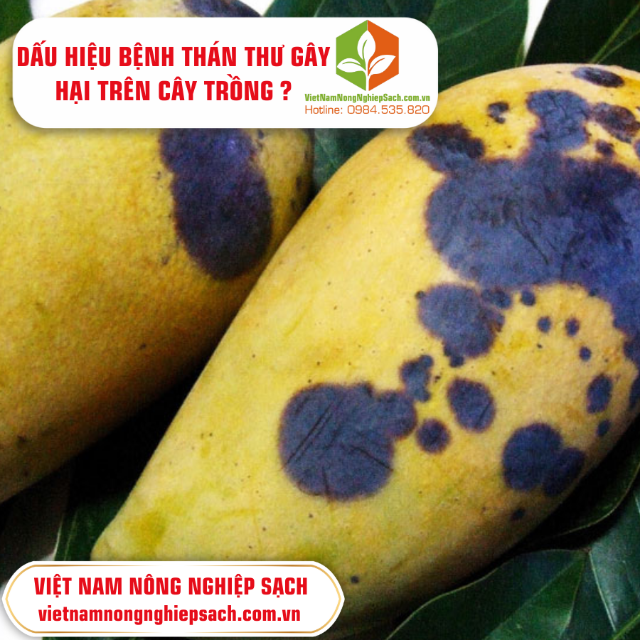DẤU HIỆU BỆNH THÁN THƯ GÂY HẠI TRÊN CÂY TRỒNG ? DẤU HIỆU BỆNH THÁN THƯ GÂY HẠI TRÊN CÂY TRỒNG ?