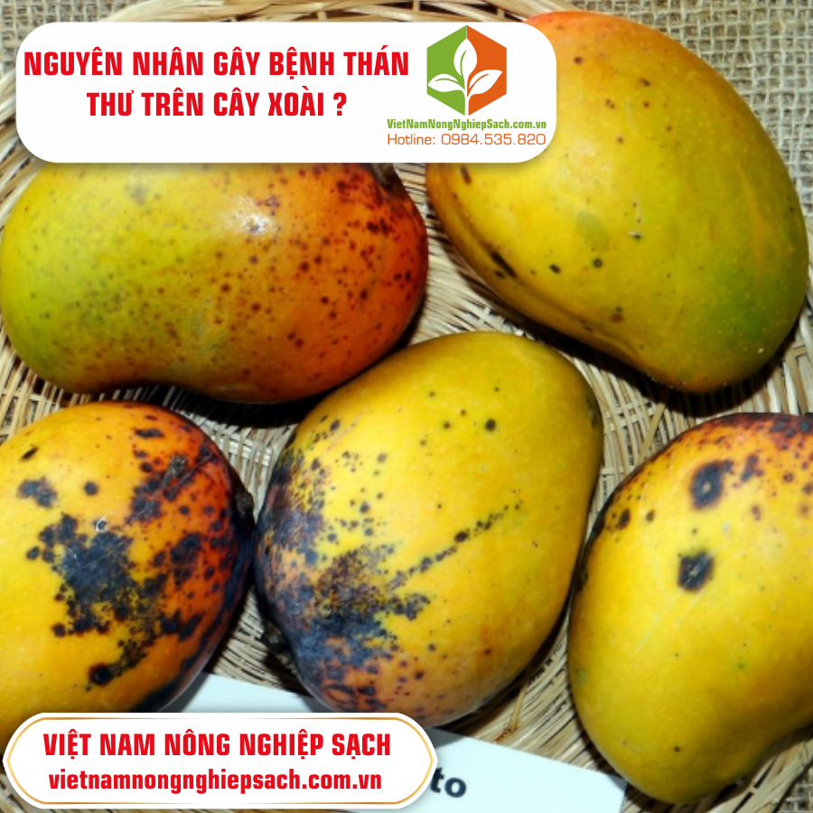 NGUYÊN NHÂN GÂY BỆNH THÁN THƯ TRÊN CÂY XOÀI ? NGUYÊN NHÂN GÂY BỆNH THÁN THƯ TRÊN CÂY XOÀI ?