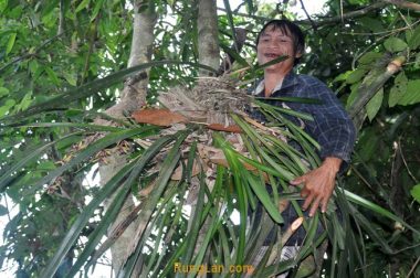 Tại sao Lan Rừng Đắt? Nguy hiểm nghề hái lan rừng