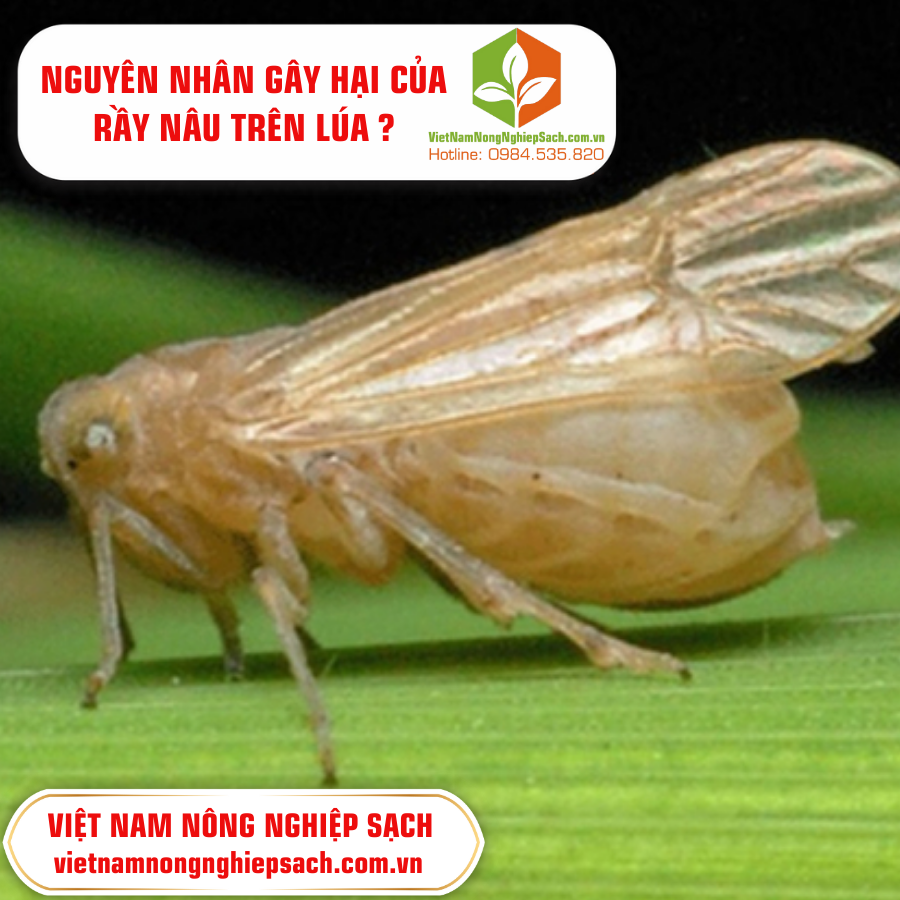 NGUYÊN NHÂN GÂY HẠI CỦA RẦY NÂU TRÊN LÚA ?