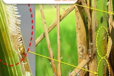 RẦY NÂU GÂY HẠI TRÊN CÂY LÚA: “SÁT THỦ THẦM LẶNG” CỦA ĐỒNG RUỘNG