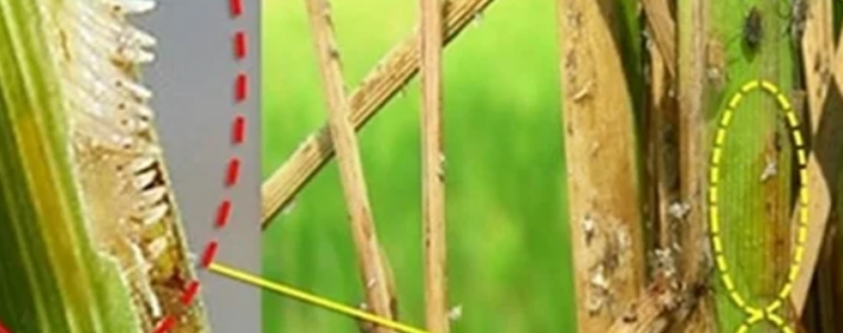 RẦY NÂU TRÊN LÚA - vietnamnongnghiepsach.com.vn