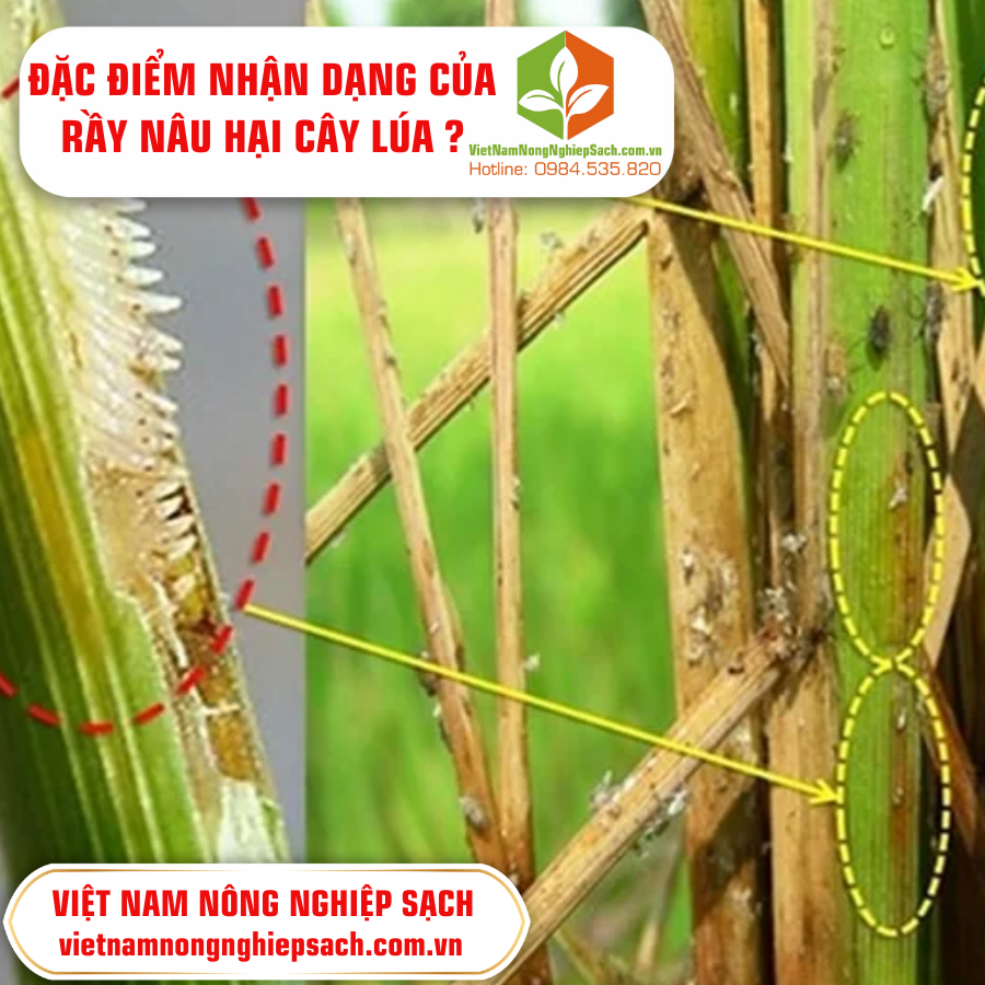 ĐẶC ĐIỂM NHẬN DẠNG CỦA RẦY NÂU HẠI CÂY LÚA ?