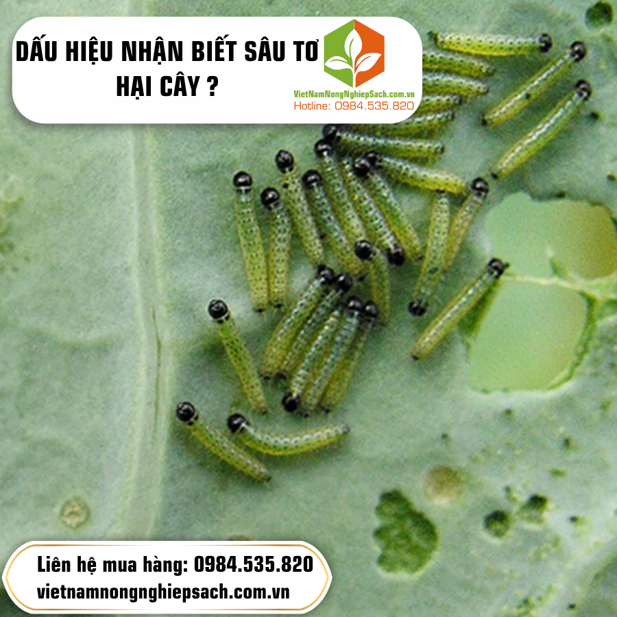 DẤU HIỆU NHẬN BIẾT SÂU TƠ HẠI CÂY ?