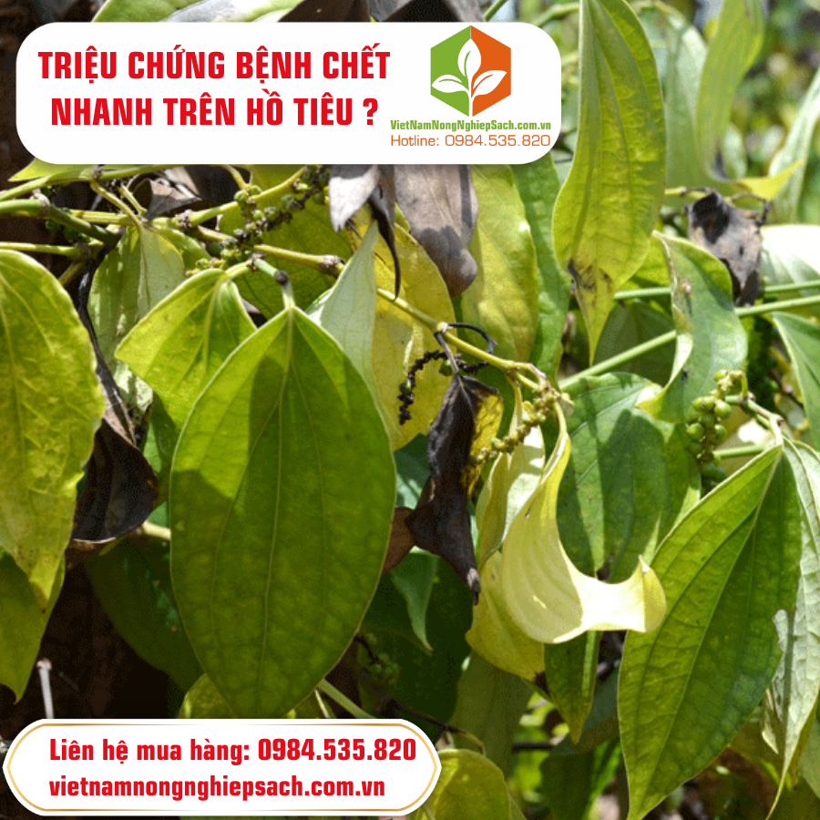 TRIỆU CHỨNG BỆNH CHẾT NHANH TRÊN HỒ TIÊU ?