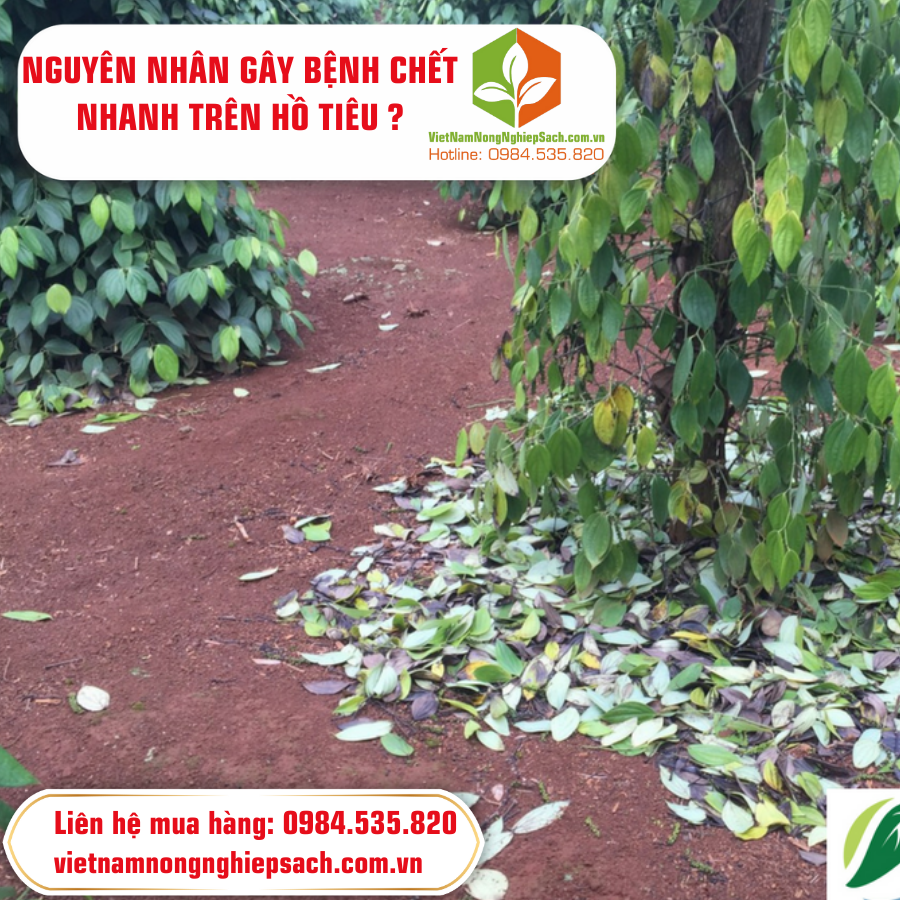 NGUYÊN NHÂN GÂY BỆNH CHẾT NHANH TRÊN HỒ TIÊU ?