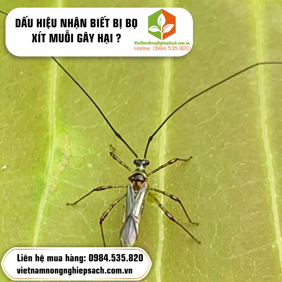 DẤU HIỆU NHẬN BIẾT BỊ BỌ XÍT MUỖI GÂY HẠI ?