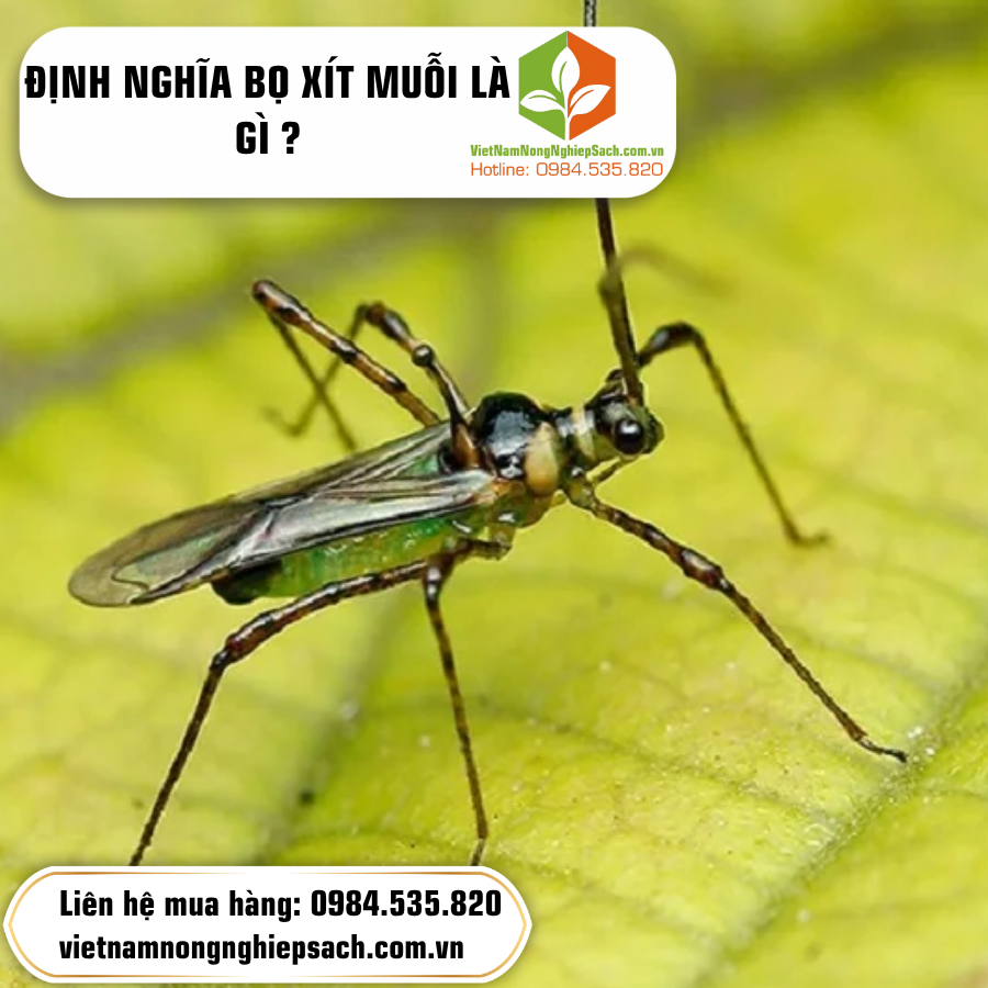 ĐỊNH NGHĨA BỌ XÍT MUỖI LÀ GÌ ?