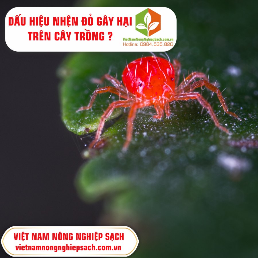 NHỆN ĐỎ GÂY HẠI TRÊN CÂY TRỒNG