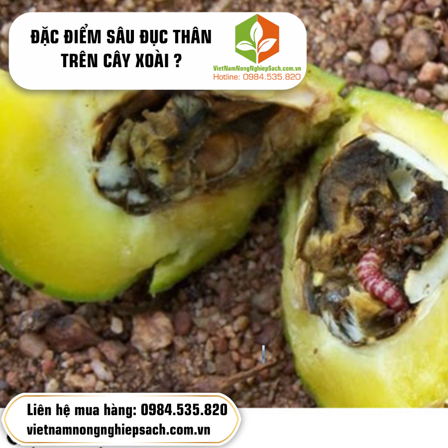 ĐẶC ĐIỂM SÂU ĐỤC THÂN TRÊN CÂY XOÀI ?