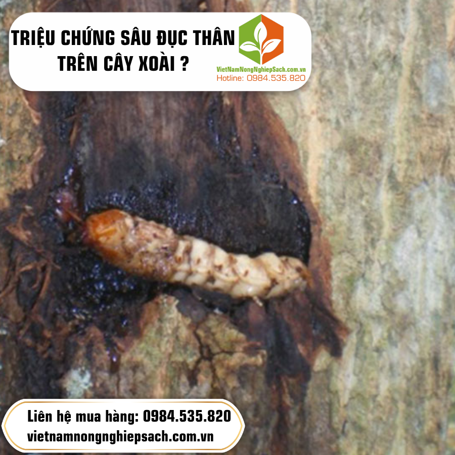 TRIỆU CHỨNG SÂU ĐỤC THÂN TRÊN CÂY XOÀI ?