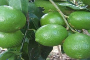 ky-thuat-trong-chanh-tu-quy