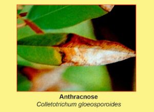 disease-anthracnose-colletotrichum-gloeosporoides