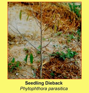 disease-seedling-dieback-phytophthora-parasitica
