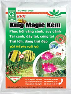 KING MAGIE KẼM - TAI XANH DÀY TAI CỨNG TAI TRÁI LỚN DÁNG TRÁI ĐẸP