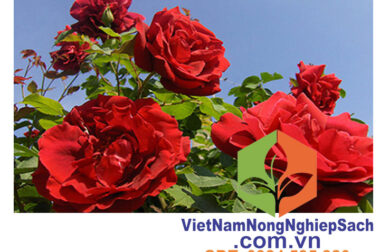 PHƯƠNG PHÁP GIÚP HOA HỒNG RA HOA THƯỜNG XUYÊN – VIỆT NAM NÔNG NGHIỆP SẠCH