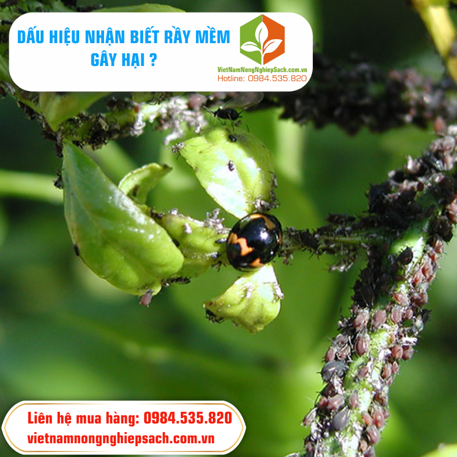 DẤU HIỆU NHẬN BIẾT RẦY MỀM GÂY HẠI ?