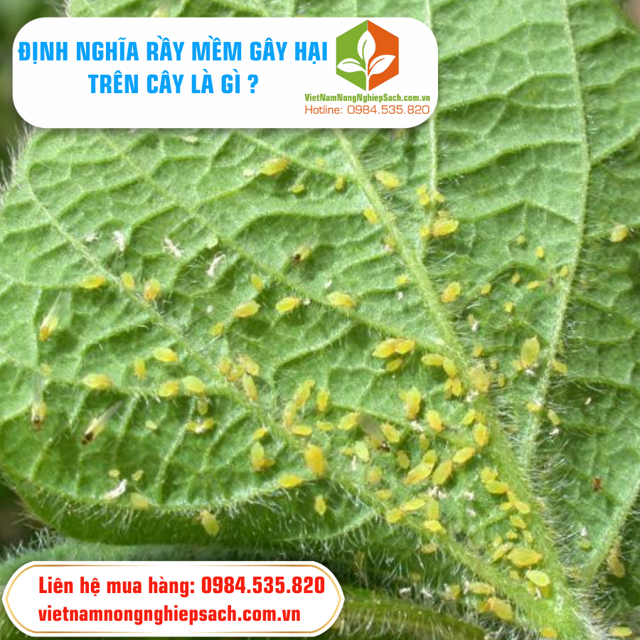 ĐỊNH NGHĨA RẦY MỀM LÀ GÌ ?