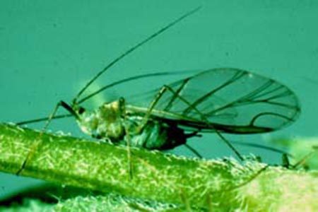 aphid-adult
