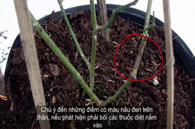 bệnh thối gốc trên cây hoa hồng