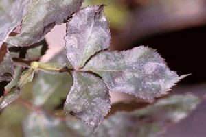 powdery mildew 3