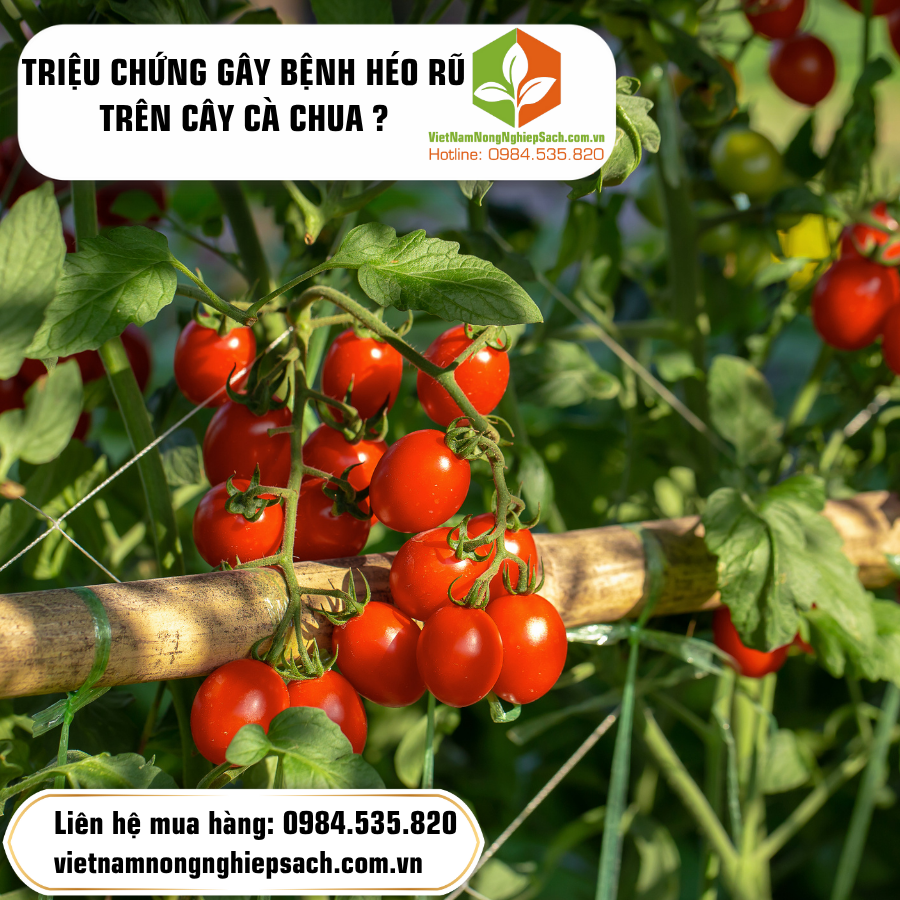 TRIỆU CHỨNG GÂY BỆNH HÉO RŨ TRÊN CÂY CÀ CHUA ? TRIỆU CHỨNG GÂY BỆNH HÉO RŨ TRÊN CÂY CÀ CHUA ?