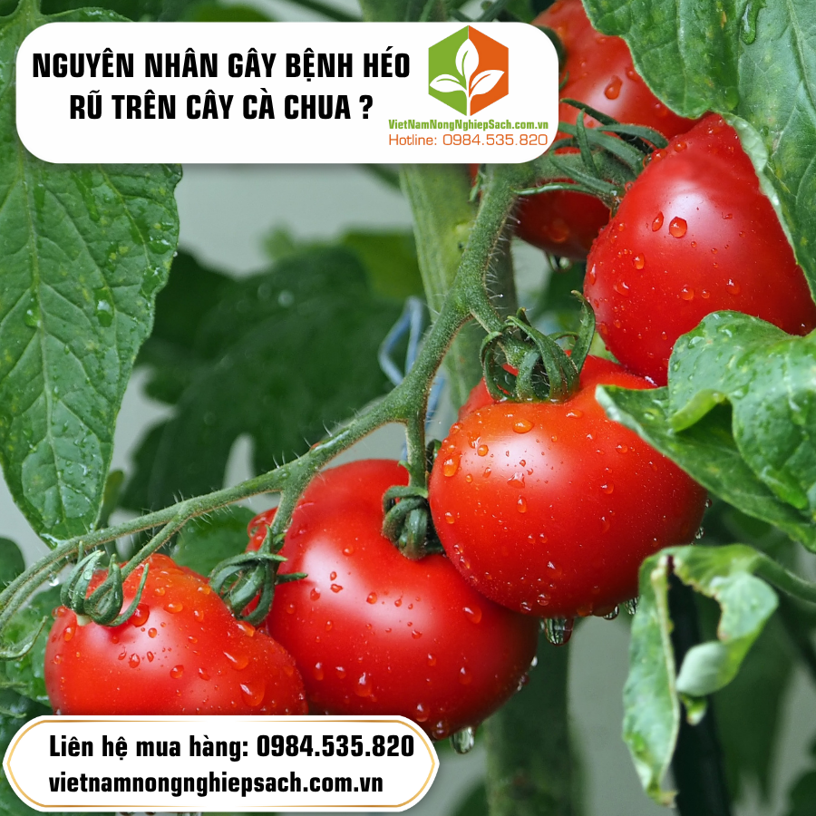 NGUYÊN NHÂN GÂY BỆNH HÉO RŨ TRÊN CÂY CÀ CHUA ? NGUYÊN NHÂN GÂY BỆNH HÉO RŨ TRÊN CÂY CÀ CHUA ?