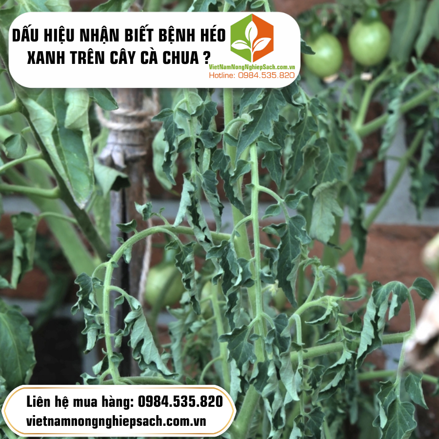 DẤU HIỆU NHẬN BIẾT BỆNH HÉO XANH TRÊN CÂY CÀ CHUA ?