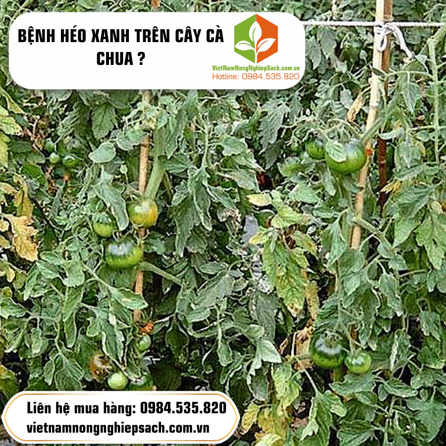 BỆNH HÉO XANH TRÊN CÂY CÀ CHUA ?
