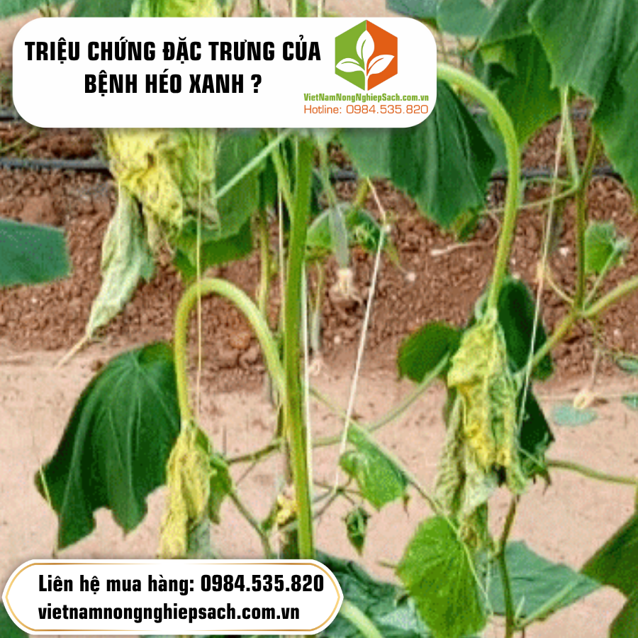 TRIỆU CHỨNG ĐẶC TRƯNG CỦA BỆNH HÉO XANH ?